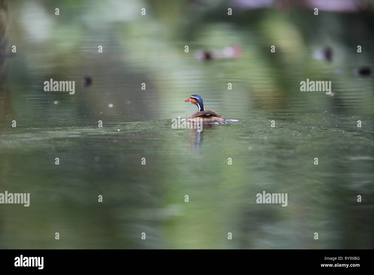 Sungrebe (Heliornis fulica) in Ecuador. Stockfoto