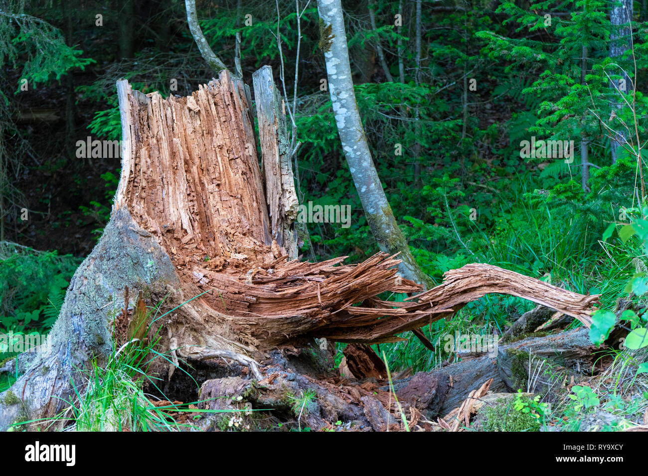 Mit Moos im Herbst Wald Stumpf. Alten Baumstumpf mit Moos in den Nadelwald bedeckt Stockfoto