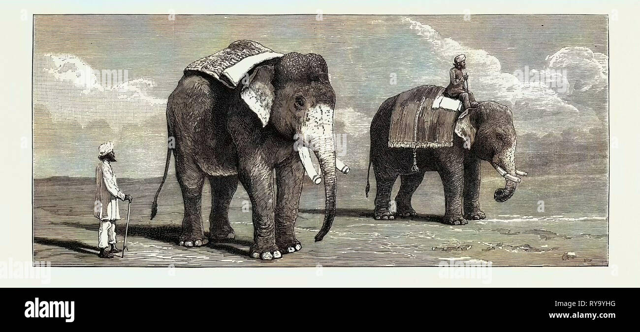 Der große Elefant Kontroverse ein Elefant der Rajah von Puttiala genau wie Herr Barnum des Elefanten an der Zoologischen Gärten Stockfoto