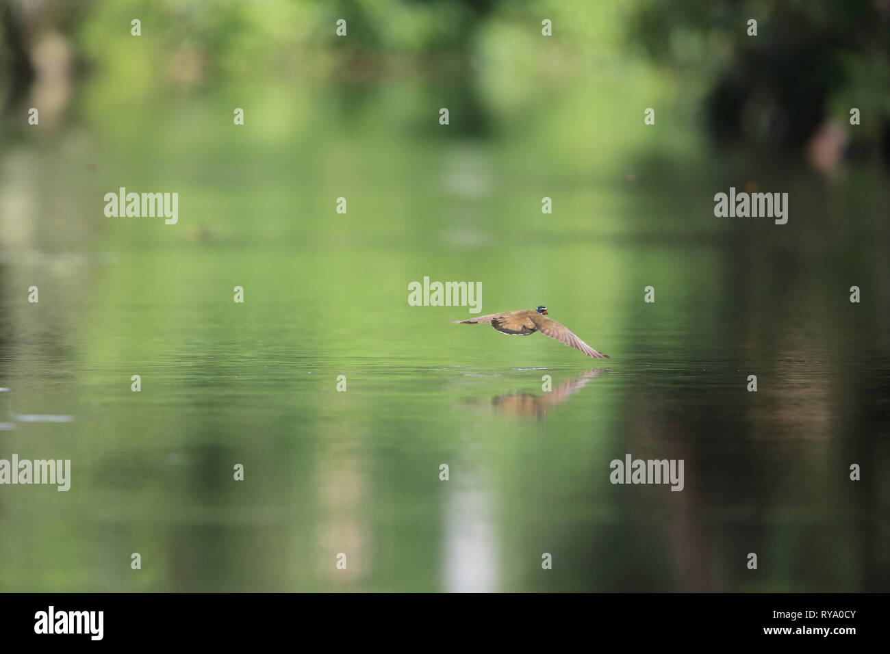 Sungrebe (Heliornis fulica) in Ecuador. Stockfoto