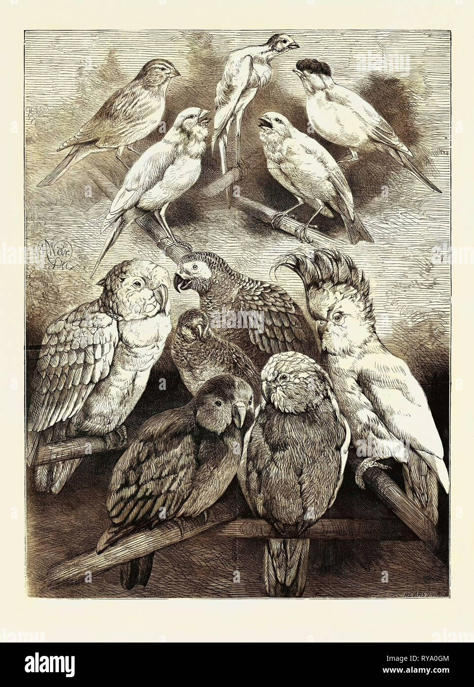 Preis Vögel am Crystal Palace, 1870 Stockfoto