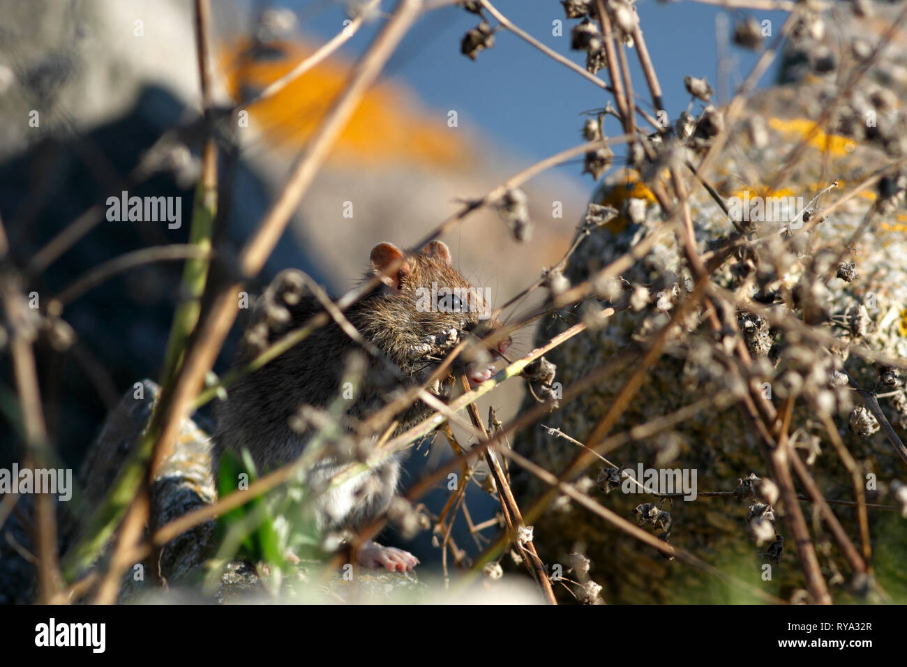 Nahaufnahme eines Landes Maus auf der Suche nach Essen hinter dem Gras. Ave River, in der Nähe von Porto, Portugal Stockfoto