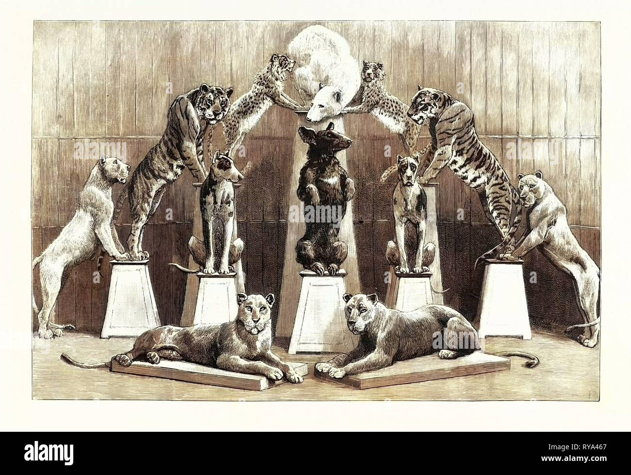 Die glückliche Familie Die wilden Tiere im Crystal Palace die Lebende Pyramide von zwölf Tieren gebildet Stockfoto