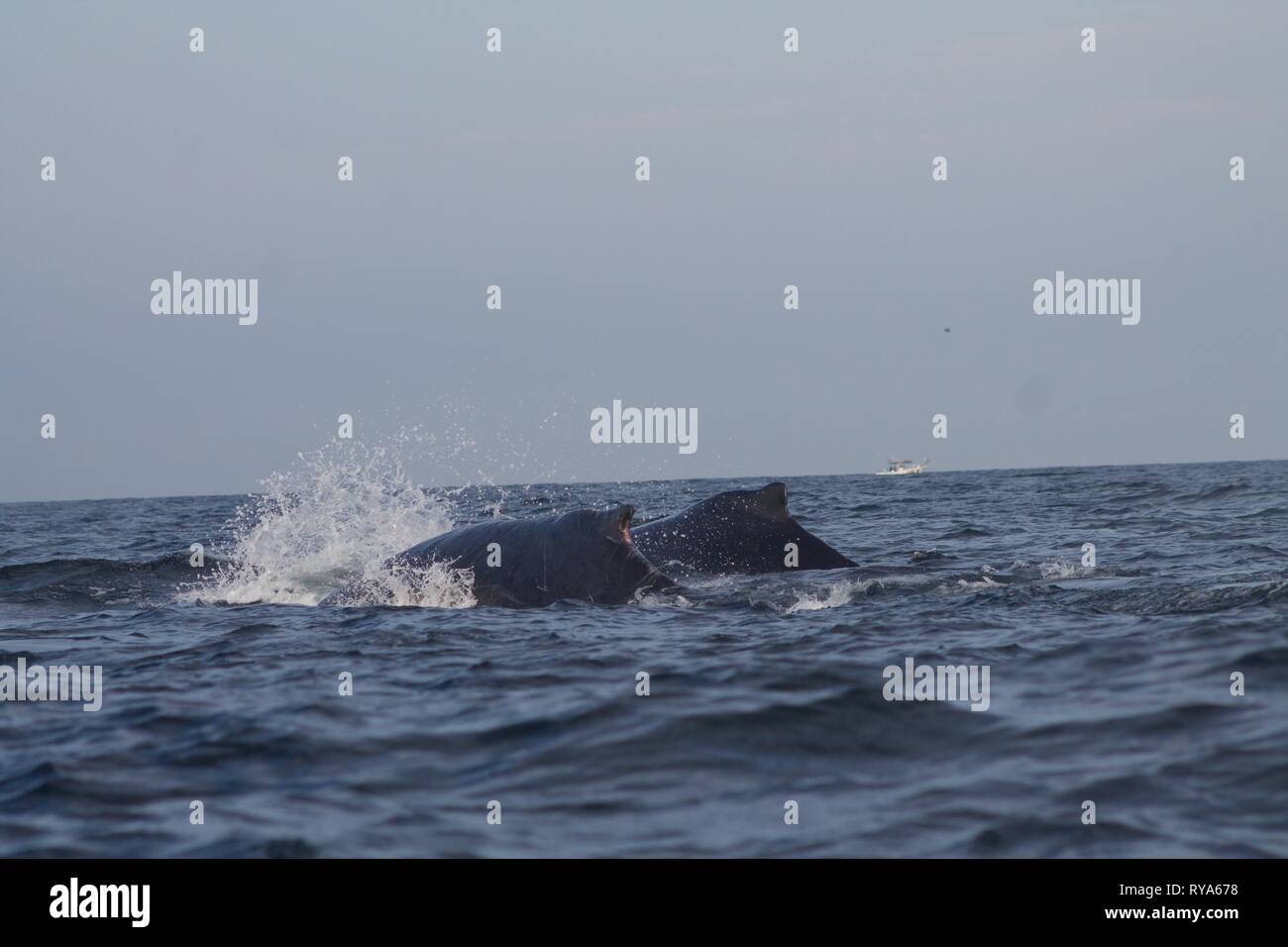 Humback Wale in Punta Mita, Mexiko Stockfoto
