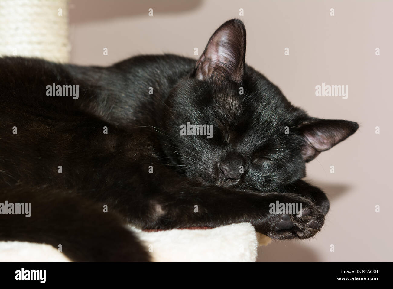 Nahaufnahme eines Europäischen schlafende schwarze Katze. Stockfoto