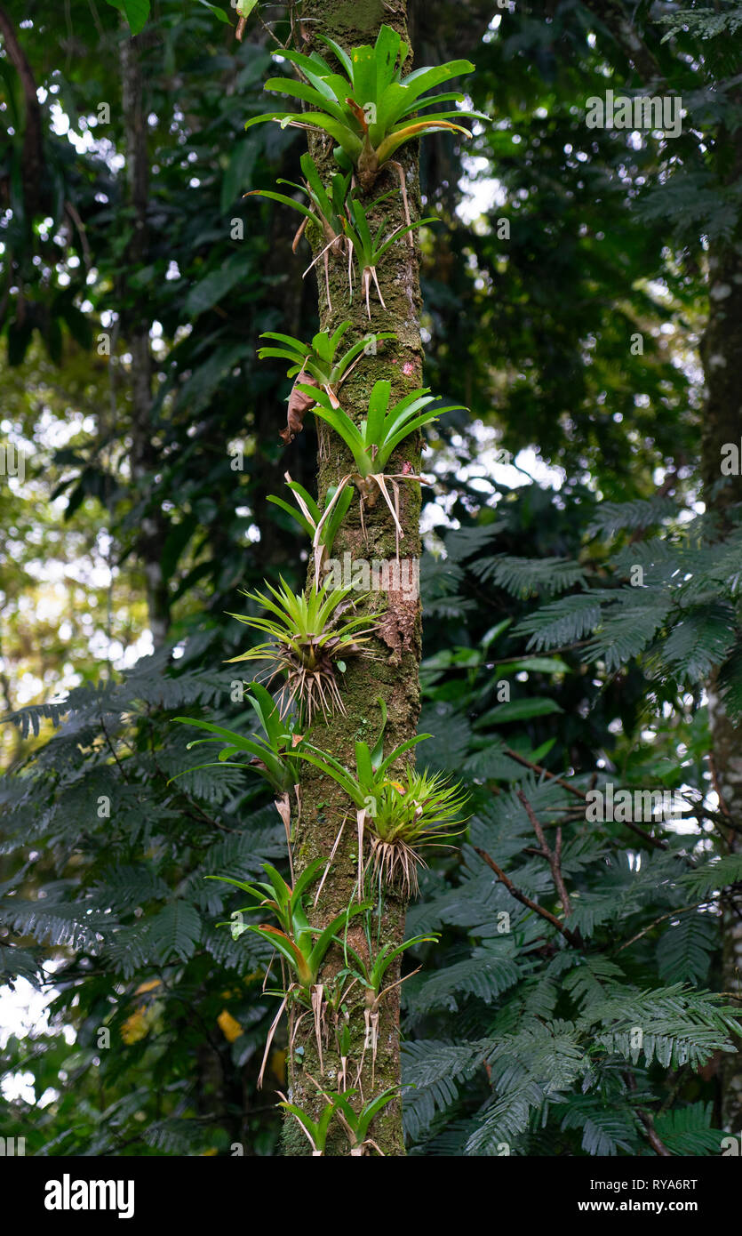 Epiphyten Pflanzen wachsen auf Bäumen im Regenwald, Costa Rica, Mittelamerika Stockfoto