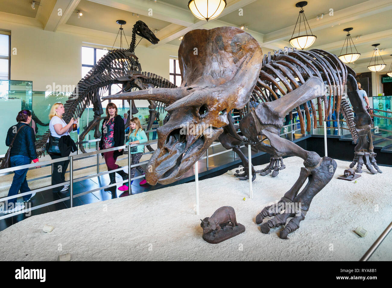 Fossile Muster der Anlage fleischfressenden Dinosaurier Triceratops im American Museum of Natural History. New York City, New York State, Vereinigte Staaten von A Stockfoto