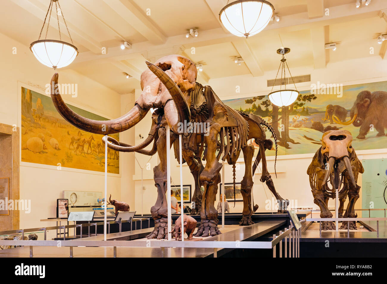Skelett eines Mammuts, American Museum of Natural History. New York City, New York State, Vereinigte Staaten von Amerika. Stockfoto