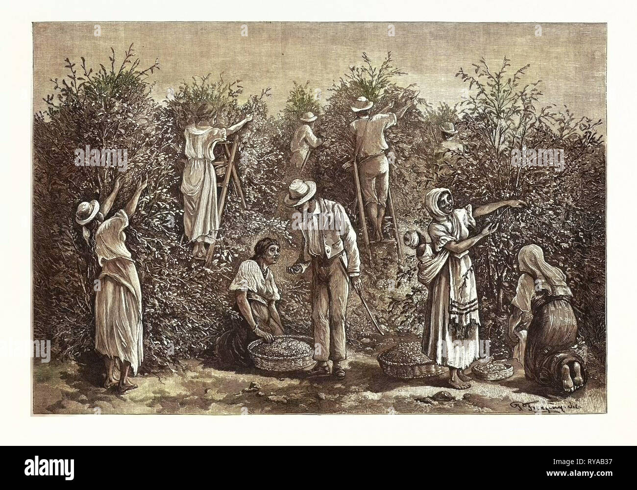 Kaffee Costa Rica, Gravur 1880 Stockfoto