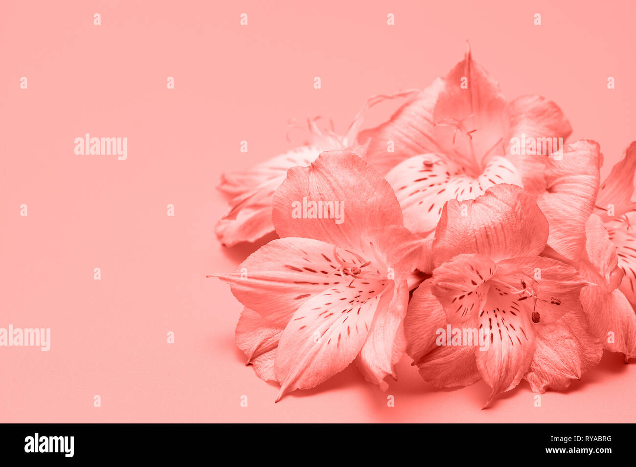 Tropische Blumen auf einem rosa Hintergrund. Konzept Sommer Hintergrund mit Blumen. Zart rosa Blüten. Stockfoto