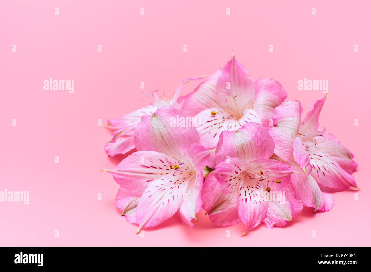 Tropische Blumen auf einem rosa Hintergrund. Konzept Sommer Hintergrund mit Blumen. Zart rosa Blüten. Stockfoto