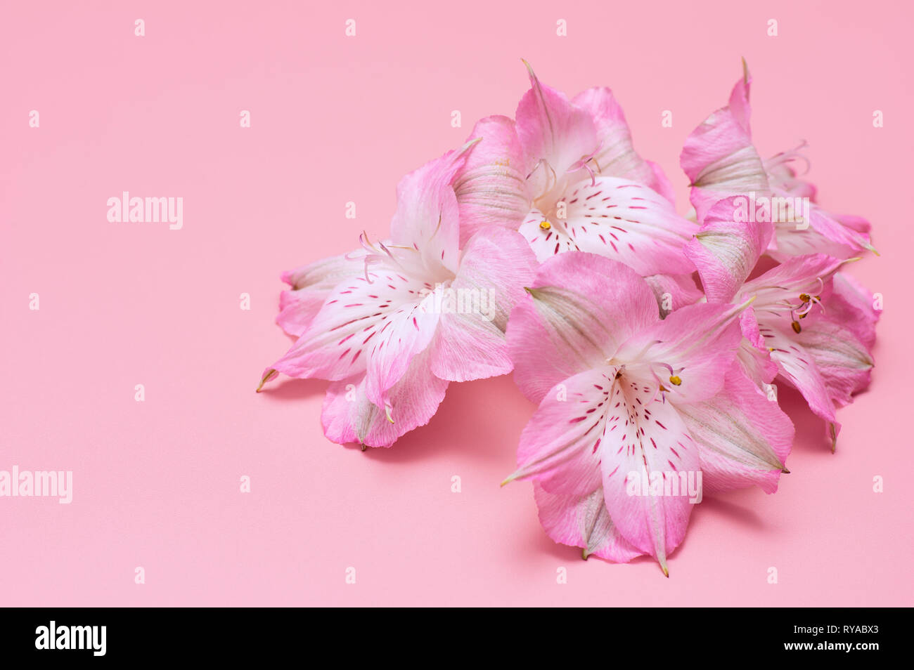 Tropische Blumen auf einem rosa Hintergrund. Konzept Sommer Hintergrund mit Blumen. Zart rosa Blüten. Stockfoto