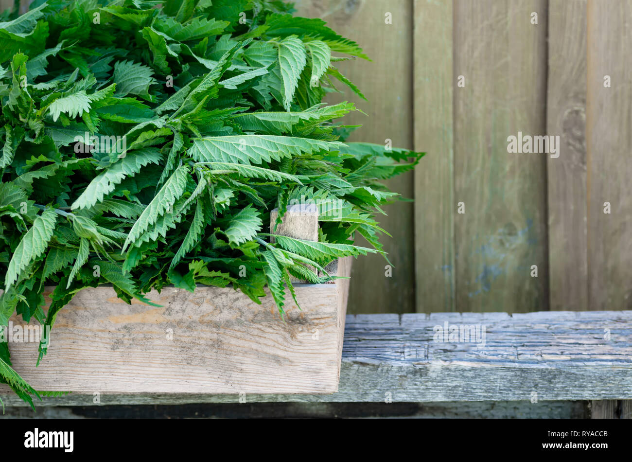 Ein Korb mit frischen Brennnesseln in einer Holzkiste. Nesselblatt mit kopieren. Horizontale. Stockfoto