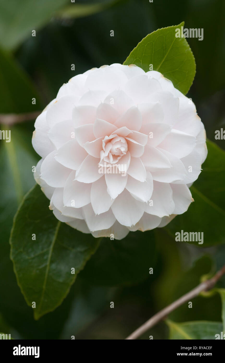 CAMELLIA JAPONICA TWILIGHT Stockfoto