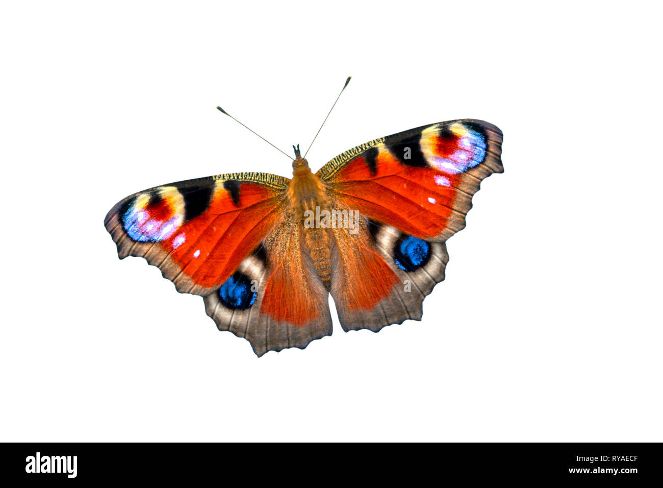 Schöne farbige Schmetterling auf einem weißen Hintergrund. Europäische Tagpfauenauge (Inachis io) Stockfoto