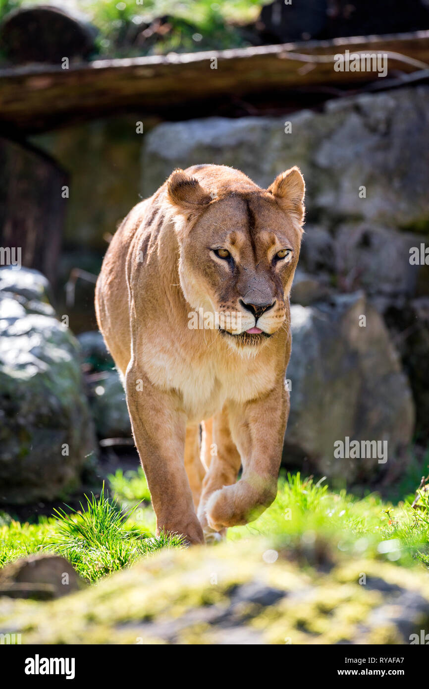 Loewe loewen Fotos und Bildmaterial in hoher Auflösung Alamy