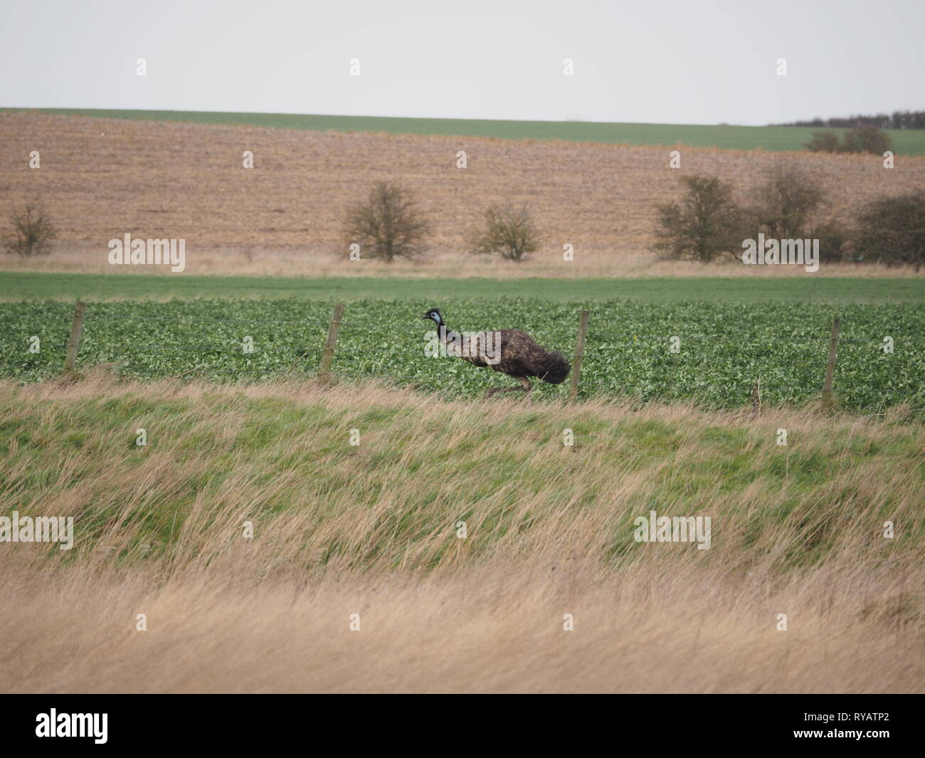 Harty, Kent, Großbritannien. 13. März, 2019. UK Wetter: Ein emu genannt Eric ging fehlt von einem Wohnsitz in Leysdown auf der Insel Sheppey in Kent nach heraus freaking und Springen eine Umzäunung während Sturm Gareth gestern, mit dem Besitzer sucht Hilfe in den sozialen Medien der Vogel zu finden. Heute Eric beschmutzt wurde roaming Felder in Harty, Kent. Die Besitzer sind sich über die Lage des Vogel- und hoffen, dass seine sichere Rückkehr heute später zu koordinieren. Berühmte Schauspieler Rod Rumpf das zum Ruhm stieg mit seiner Puppe Wwu geboren wurde und auf der Isle of Sheppey lebte. Credit: James Bell/Alamy leben Nachrichten Stockfoto