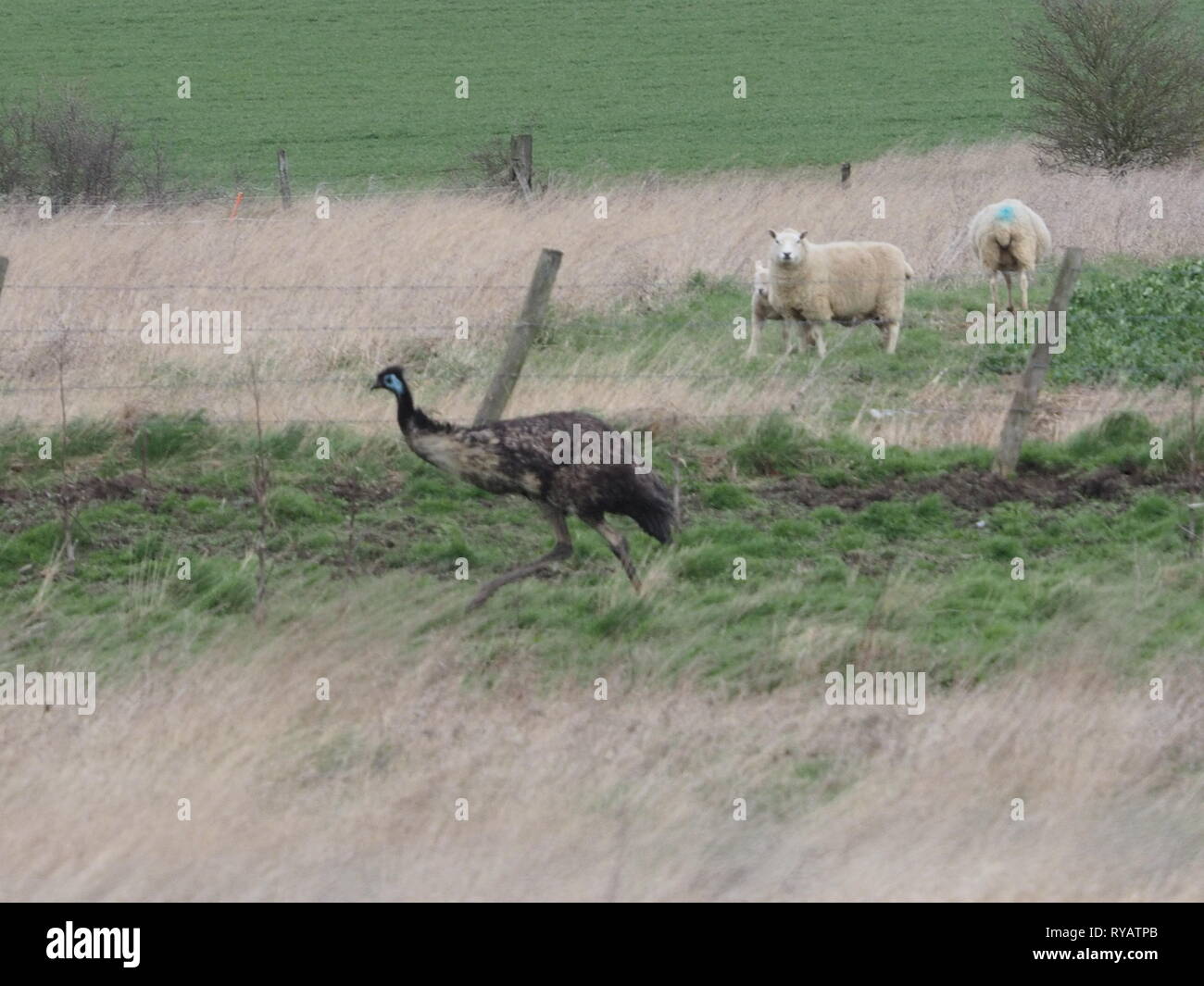 Harty, Kent, Großbritannien. 13. März, 2019. UK Wetter: Ein emu genannt Eric ging fehlt von einem Wohnsitz in Leysdown auf der Insel Sheppey in Kent nach heraus freaking und Springen eine Umzäunung während Sturm Gareth gestern, mit dem Besitzer sucht Hilfe in den sozialen Medien der Vogel zu finden. Heute Eric beschmutzt wurde roaming Felder in Harty, Kent. Die Besitzer sind sich über die Lage des Vogel- und hoffen, dass seine sichere Rückkehr heute später zu koordinieren. Berühmte Schauspieler Rod Rumpf das zum Ruhm stieg mit seiner Puppe Wwu geboren wurde und auf der Isle of Sheppey lebte. Credit: James Bell/Alamy leben Nachrichten Stockfoto