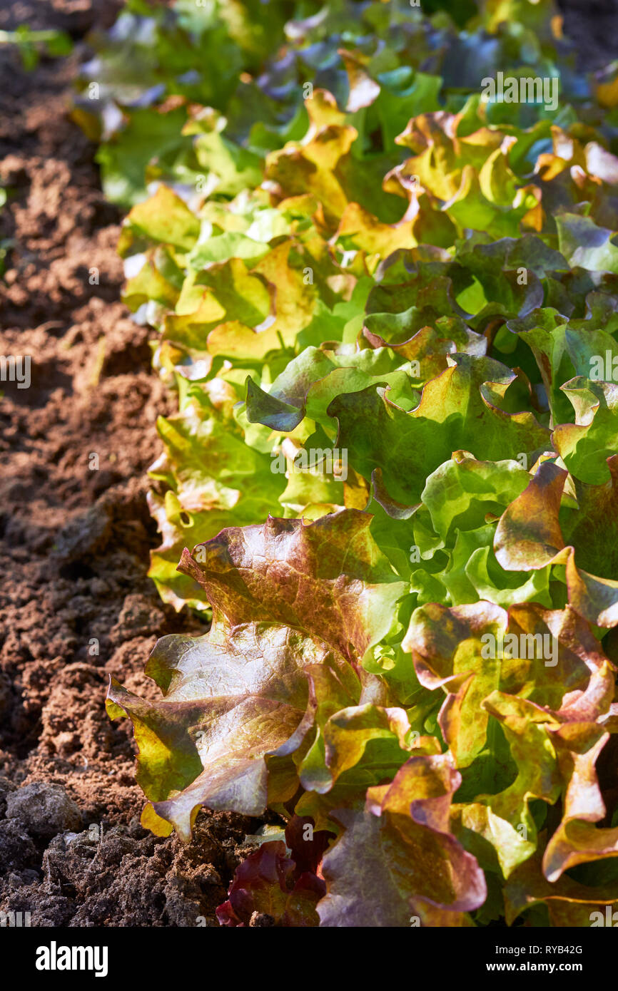 Grüner Salat Pflanzen organisches Wachstum im Feld Stockfoto