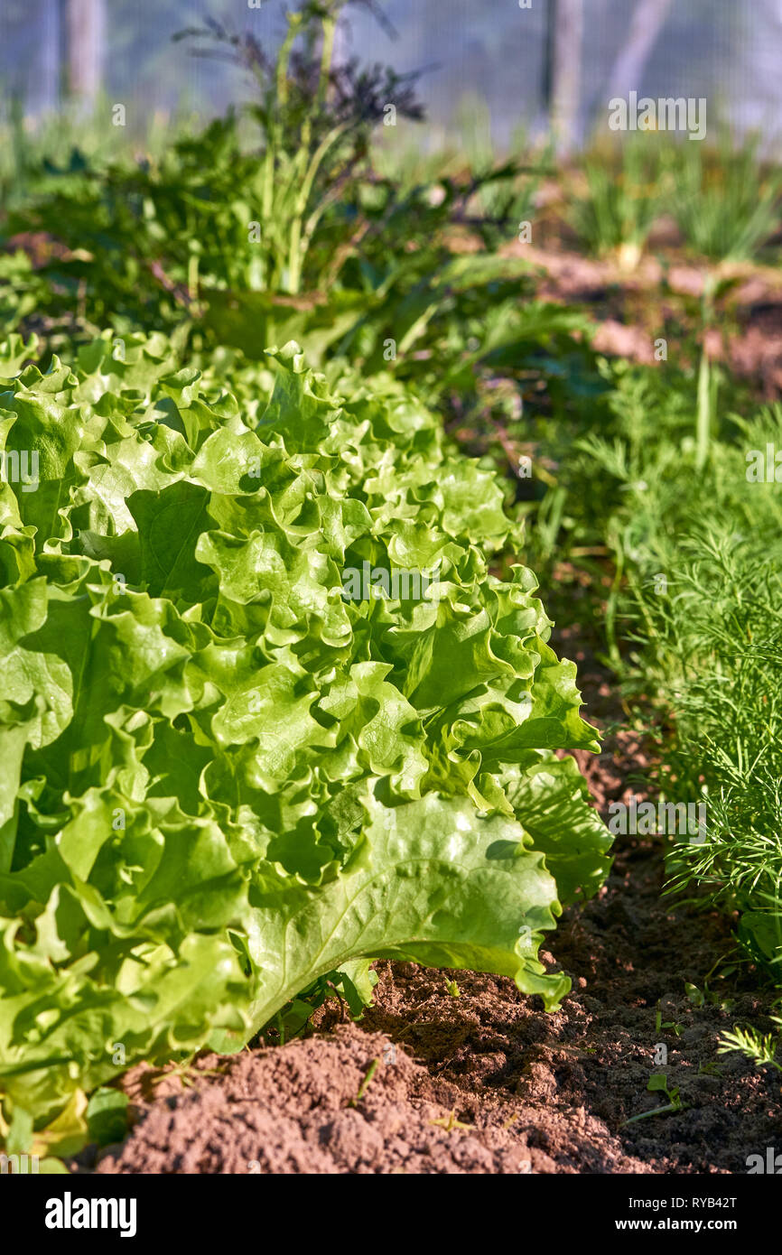 Verschiedene Grünanlagen organisches Wachstum im Garten am Boden Stockfoto