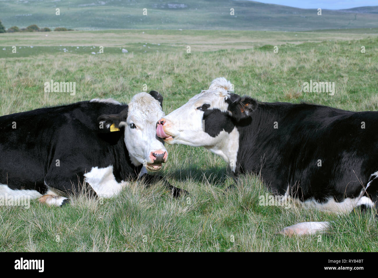 Freundliche Kühe in der Nähe von Malham Tarn in den Yorkshire Dales National Park. Stockfoto