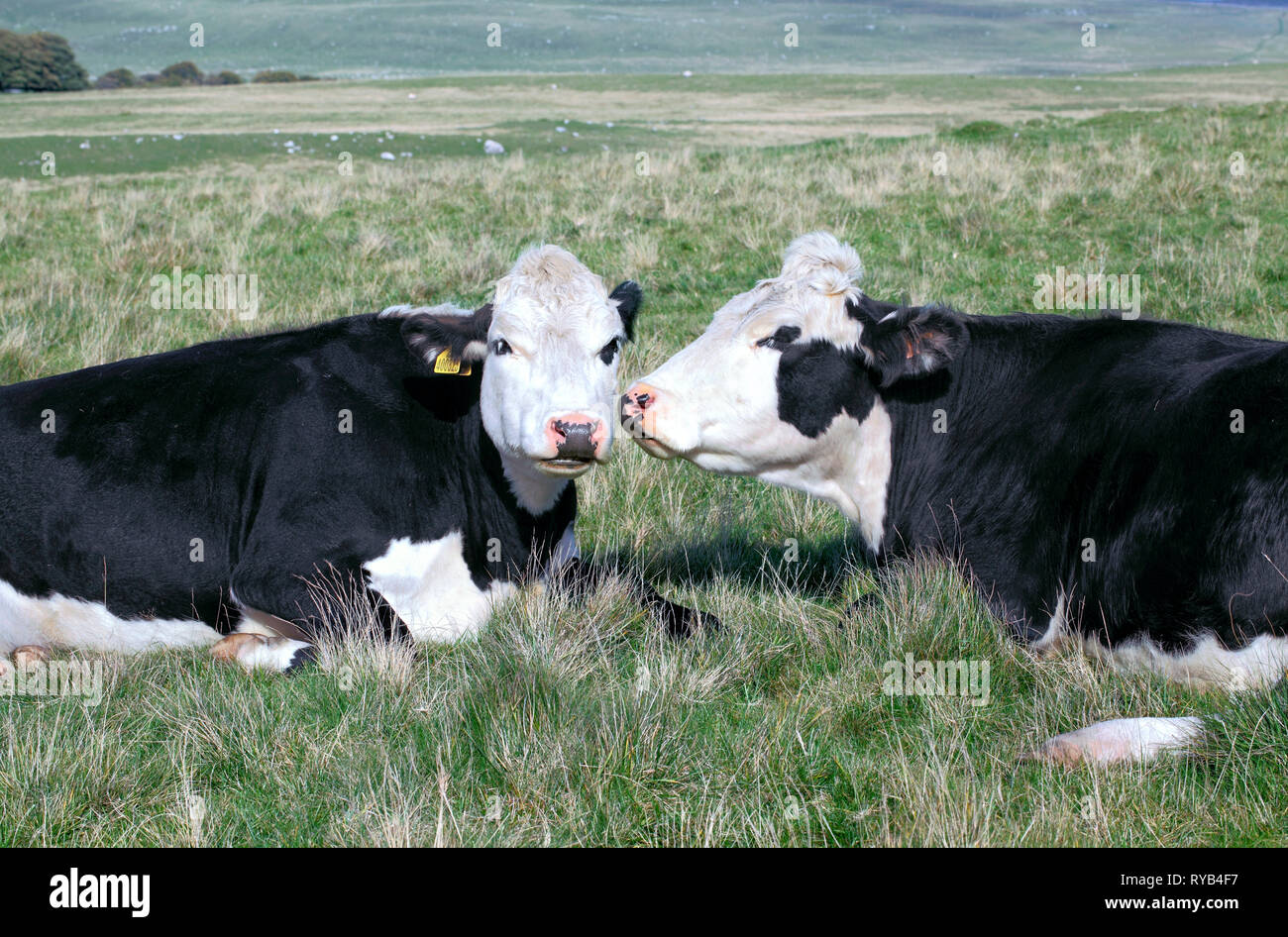 Freundliche Kühe in der Nähe von Malham Tarn in den Yorkshire Dales National Park. Stockfoto