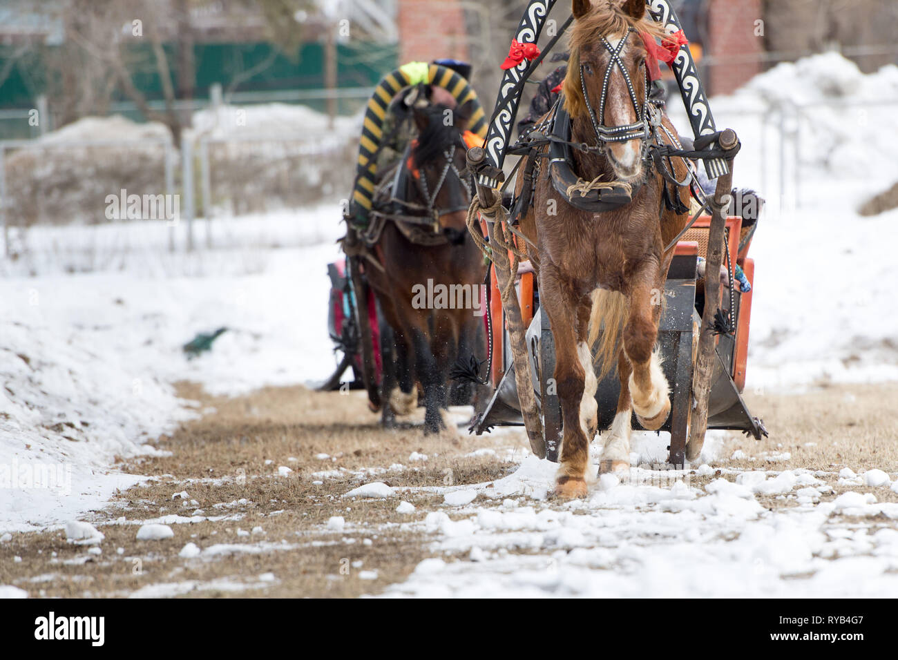 Winter fahren auf Pferde. Pferde fahren Schlitten im Schnee Stockfoto