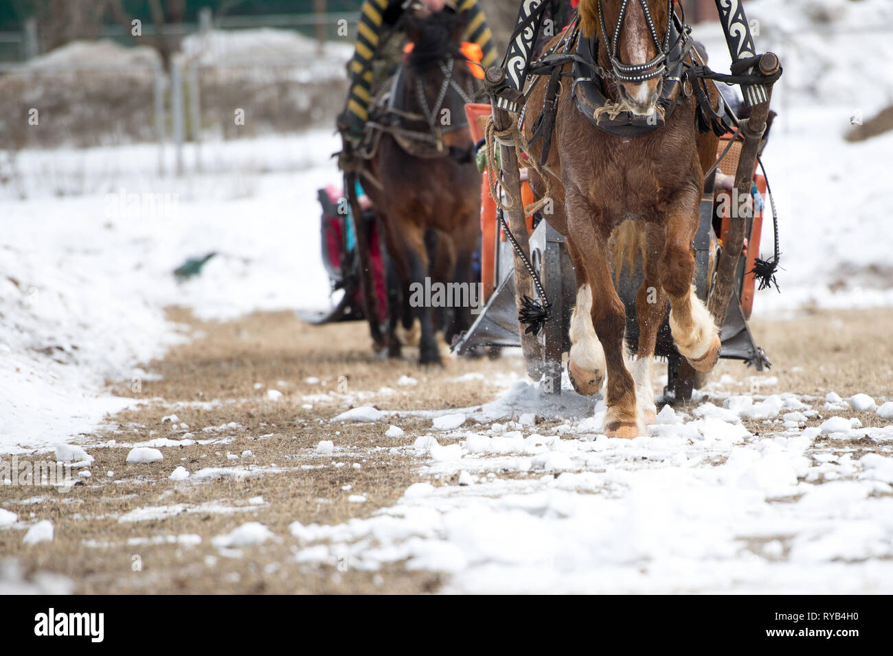 Winter fahren auf Pferde. Pferde fahren Schlitten im Schnee Stockfoto