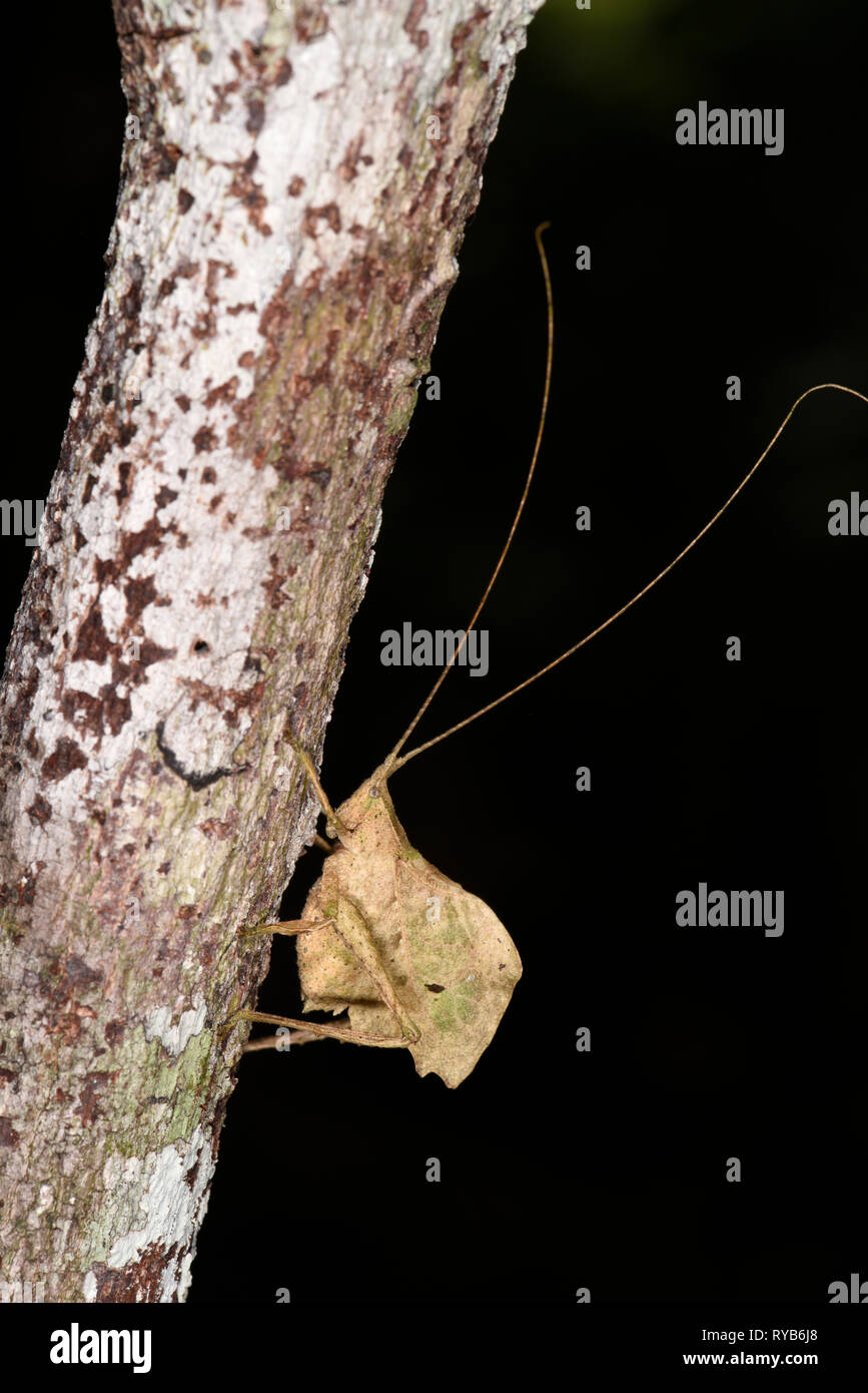 Blatt Typophyllum Katydid (Arten) ruht auf Baumstamm, Manu Nationalpark, Peru, November Stockfoto