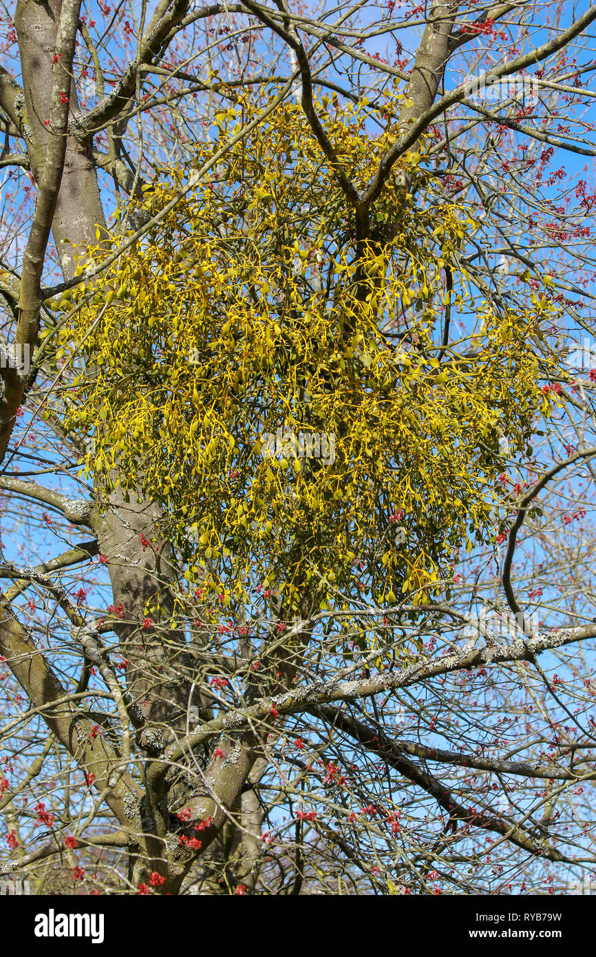 Ball Der misteltoe in Ästen in den Sonnenschein in Oxford University Parks im Winter/Frühjahr Stockfoto