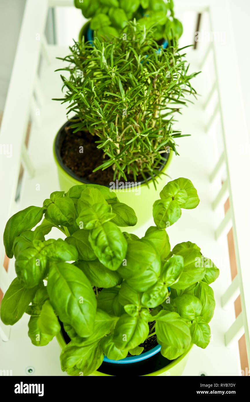 Basilikum und Rosmarin Pflanzen in grün Vasen Stockfoto