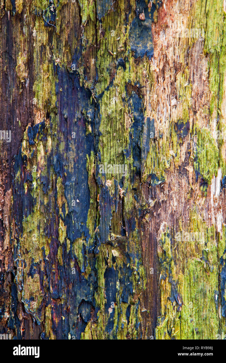 Detail einer faulenden Baumstamm Stockfoto