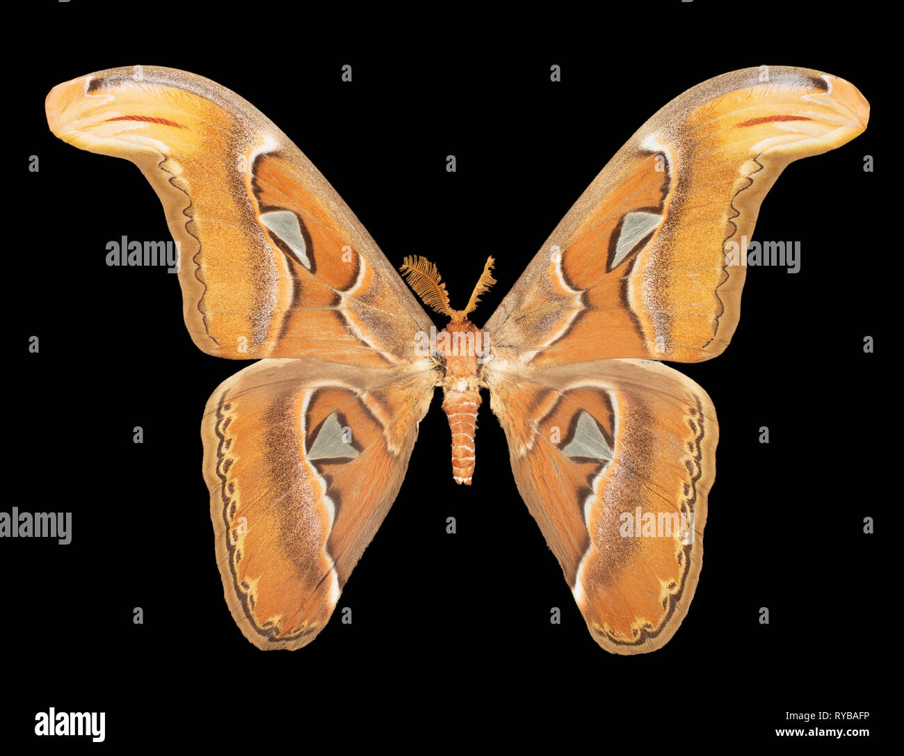 Schmetterling attacus Atlas auf schwarzem Hintergrund. Stockfoto