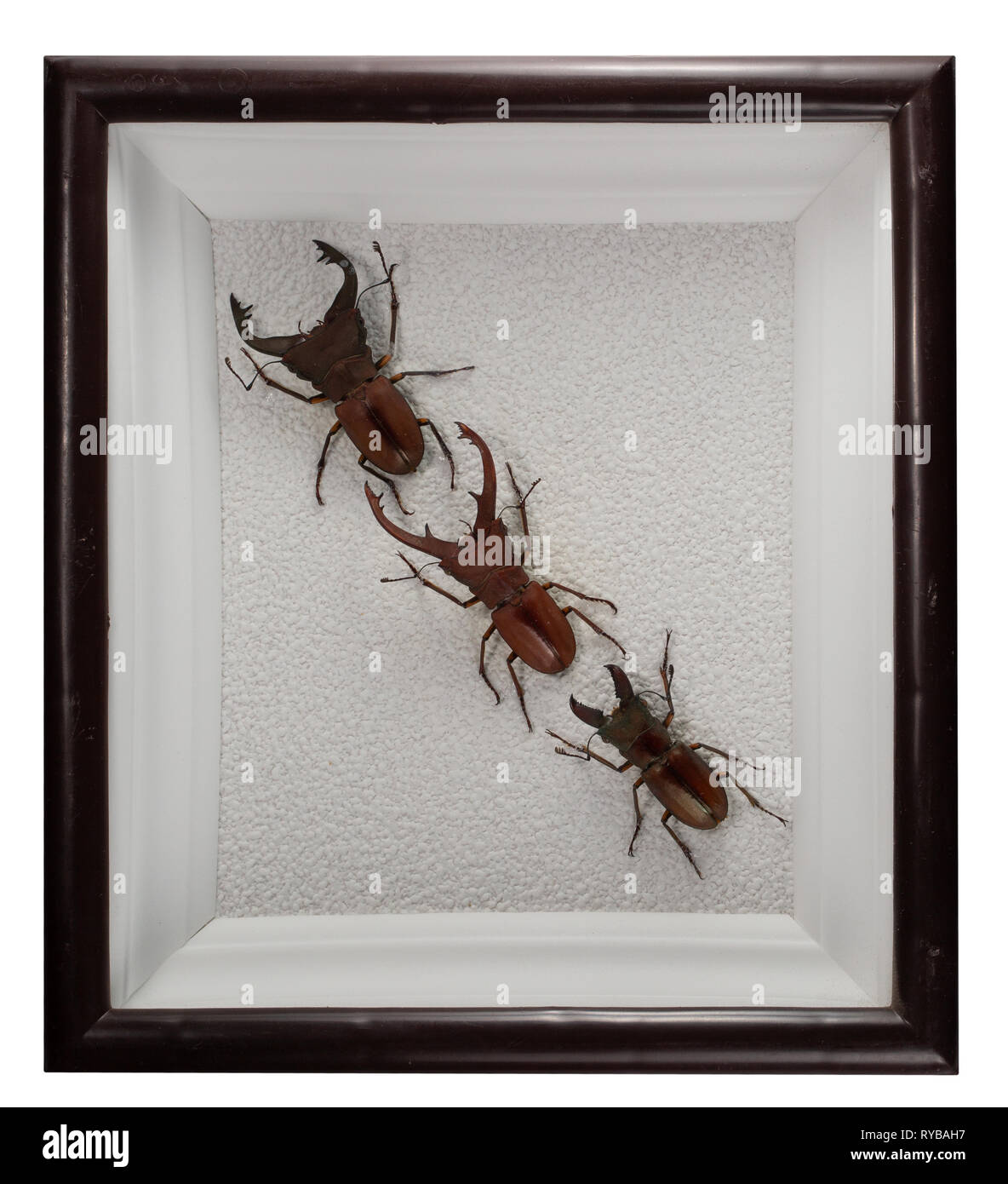 Käfer cyclommatus Pulchellus, eximius, lunifer in Rahmen auf weißem Hintergrund. Stockfoto
