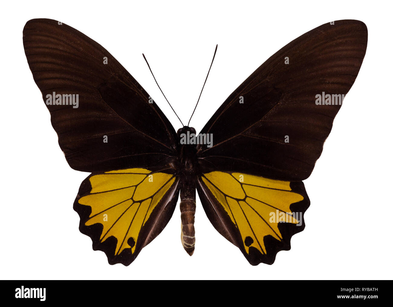 Schmetterling der Schmetterling Helena auf weißem Hintergrund. Stockfoto