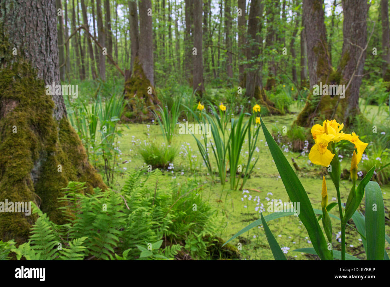 Erle Carr schwarzen Erlen und Wasserpflanzen wie gelbe Flagge (Iris pseudacorus) und Wasser violett/featherfoil (Hottonia palustris) Stockfoto