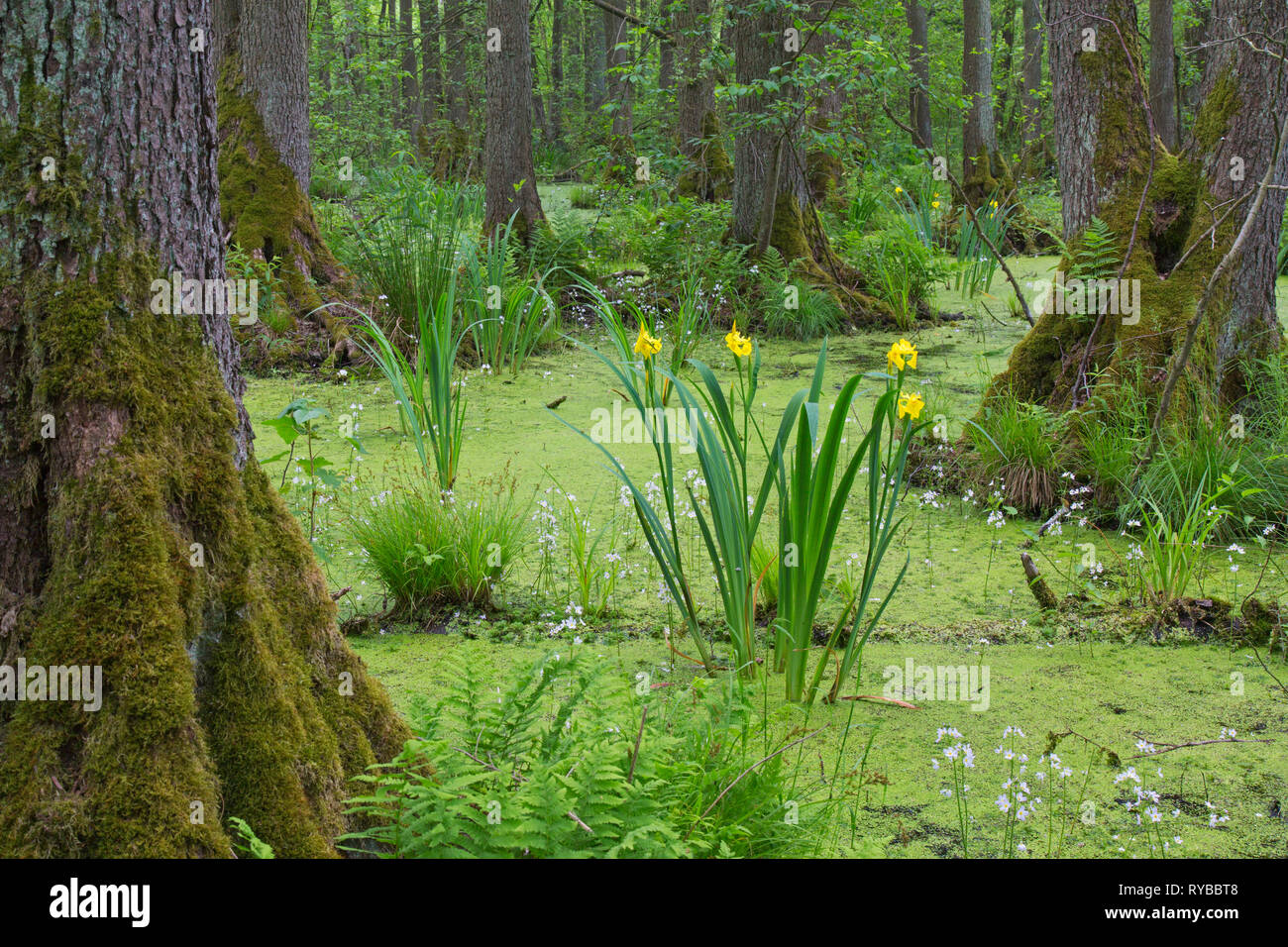 Erle Carr schwarzen Erlen und Wasserpflanzen wie gelbe Flagge (Iris pseudacorus) und Wasser violett/featherfoil (Hottonia palustris) Stockfoto