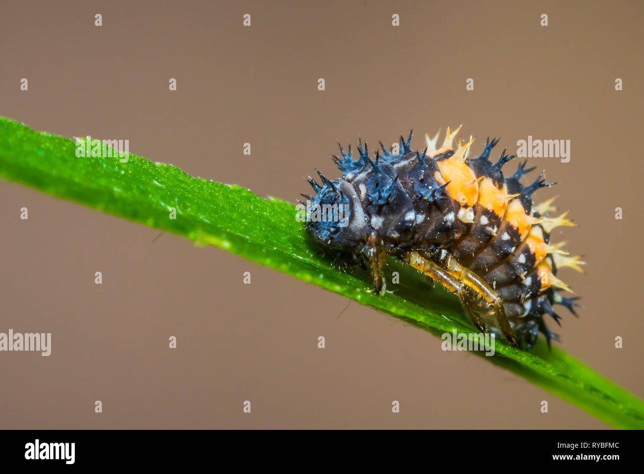 Marienkäfer Insektenlarven oder pupacloseup. Pupal Stadium auf grüne Vegetation Nahaufnahme. Stockfoto