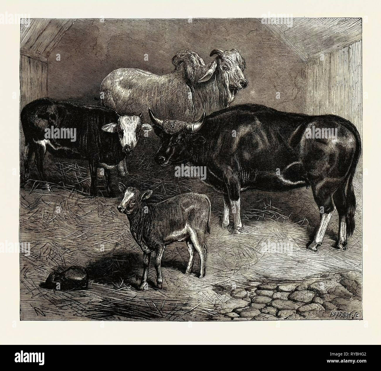 Noten in der Zoologischen Gärten, Brahmane Stier, Gayal Kuh, und Hybrid