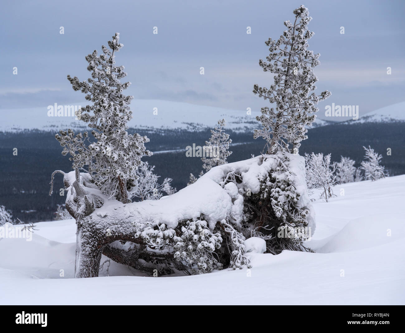 Zwei kleine Schnee und Pinien auf Kamm eines fiel in Lappland, Finnland an trüben Wintertag Stockfoto
