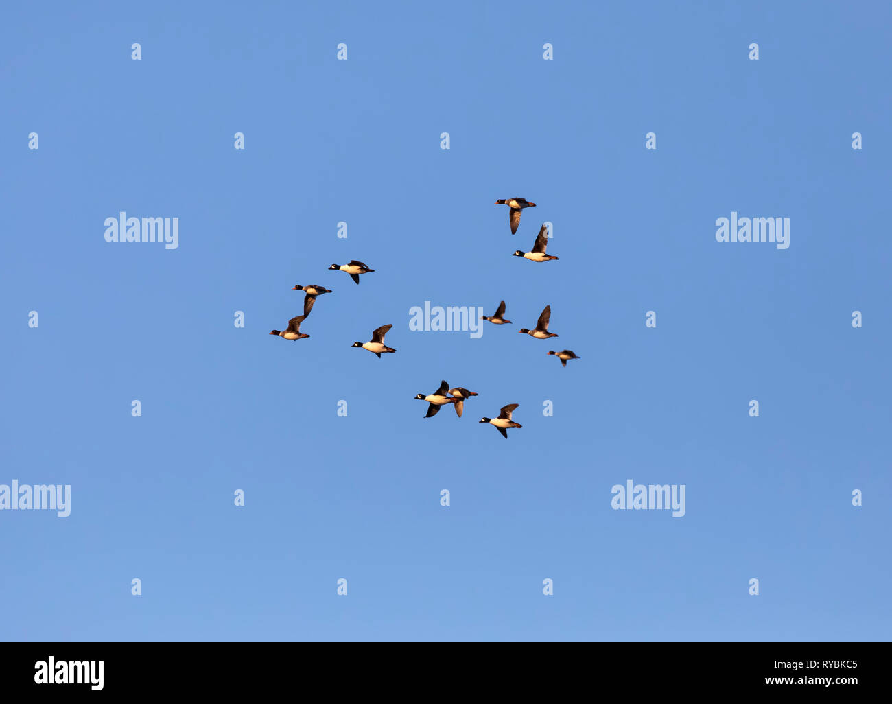 Der Barrow Goldeneye, Bucephala islandica, flying Overhead Stockfoto