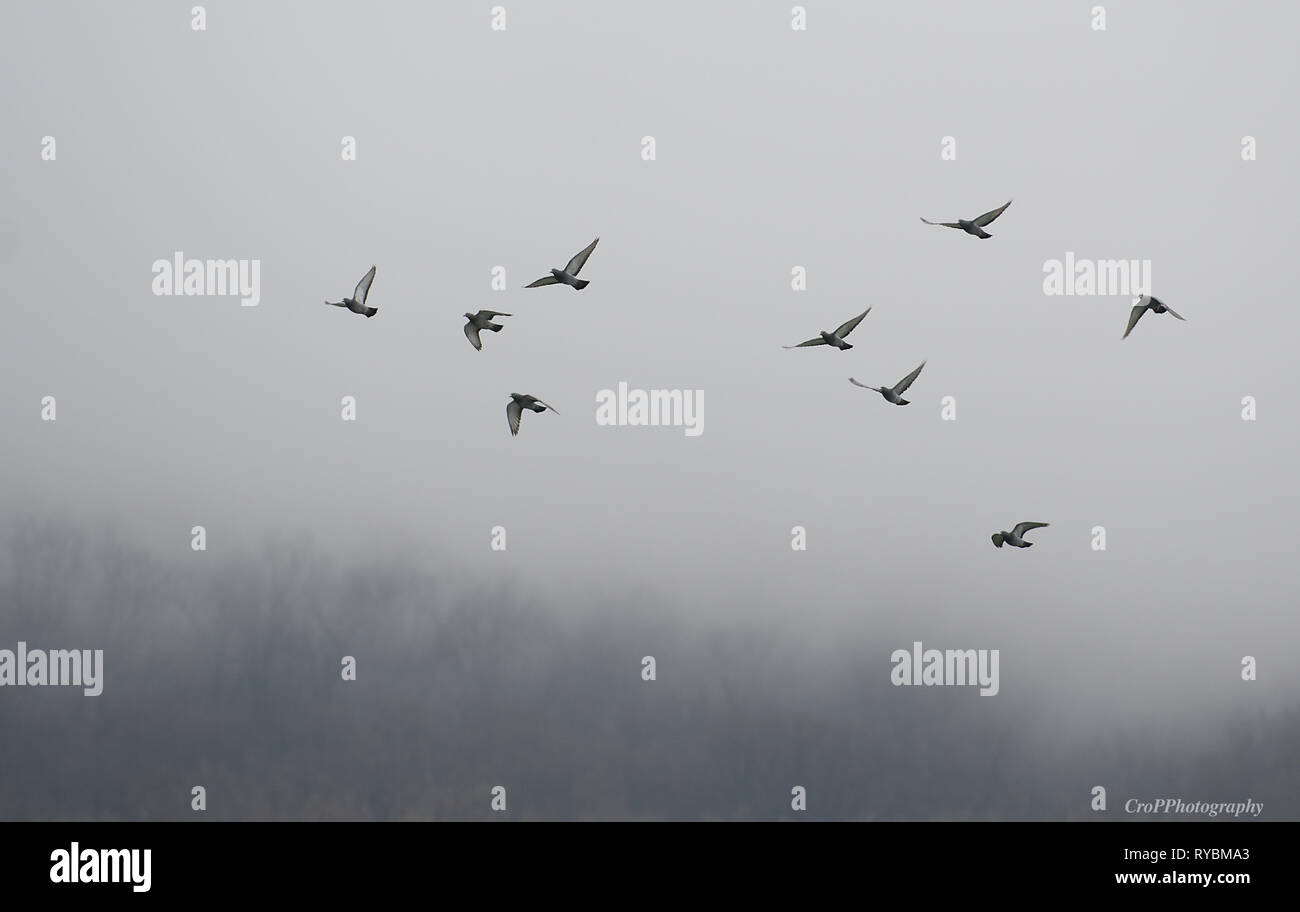 Gruppe von Tauben fliegen in Nebel am frühen Morgen Stockfoto
