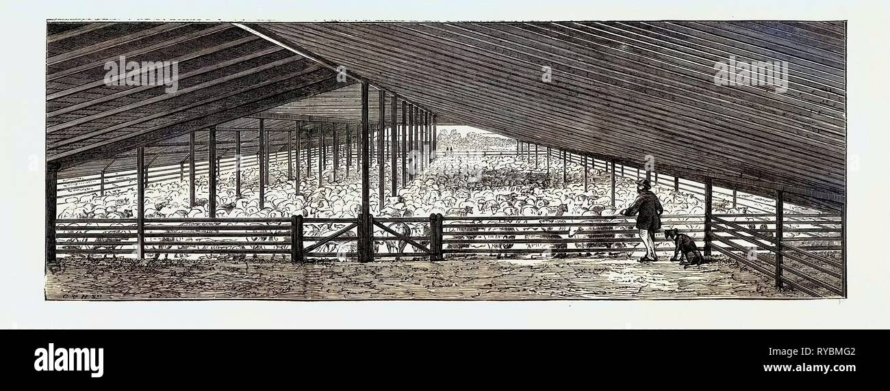 Szene in einem australischen Schafen Station, Collaroy, New South Wales: Der trocknenden Boden in der Scherung vergossen, mit 1500 Schafen, eine Scherung des Tages Stockfoto
