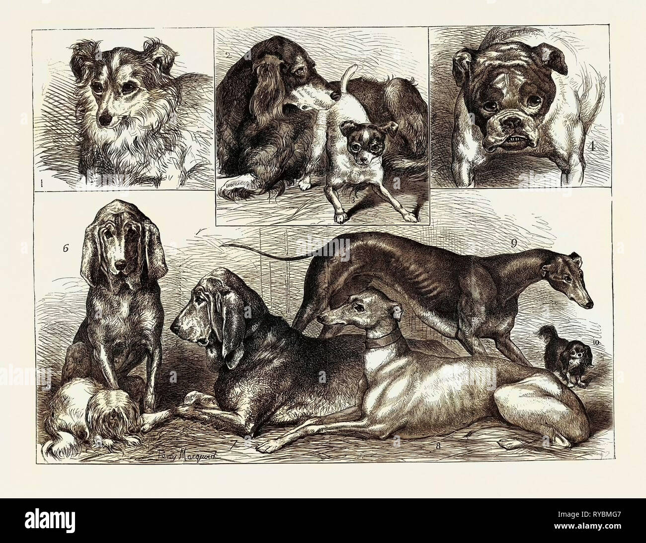 Preis Hunde im Crystal Palace zeigen: 1. 'Myrtle", Schäferhund, den zweiten Preis, 2. 'Lang', Setter, Erster Preis, 3. Der Topf, "Fox-Terrier, Erster Preis, 4. "Ajax", Bulldogge, Erster Preis, 5. Bin opsy", Maltesisch, Erster Preis, 6. 'Dingle", Bloodhound (weiblich), den ersten Preis, 7. "Roswell", Bloodhound (Männlich), den ersten Preis, 8. Greyhound (weiblich), den ersten Preis, 9. Greyhound (Männlich), den ersten Preis, 10. "Charlie, "King Charles Spaniel, den zweiten Preis Stockfoto