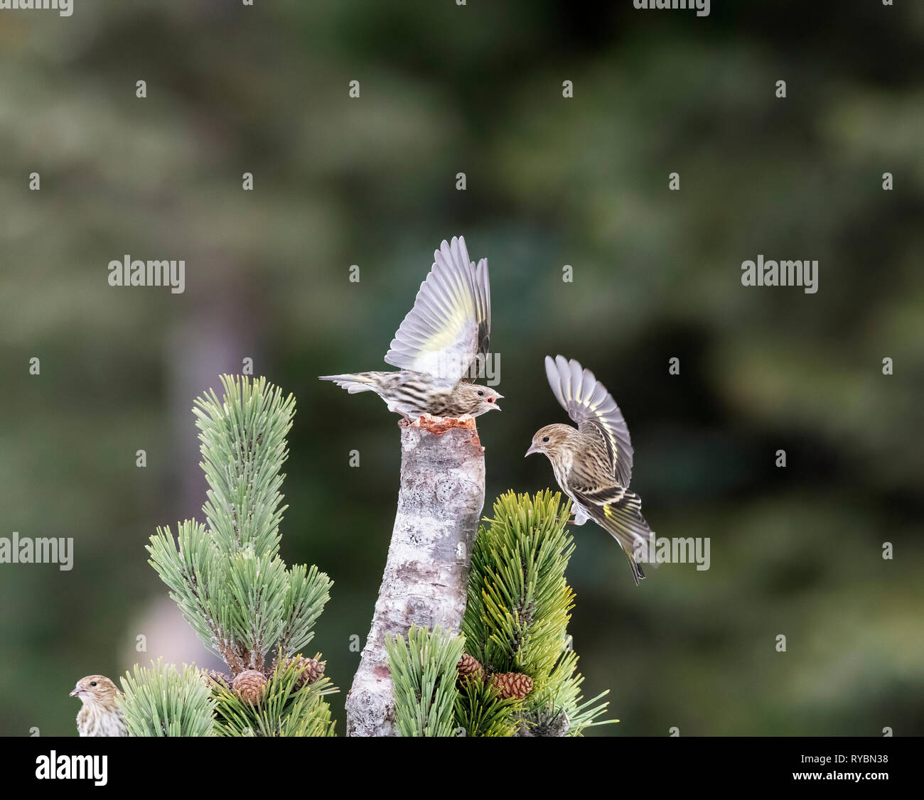 Kiefer Zeisig, spinus Pinus Stockfoto