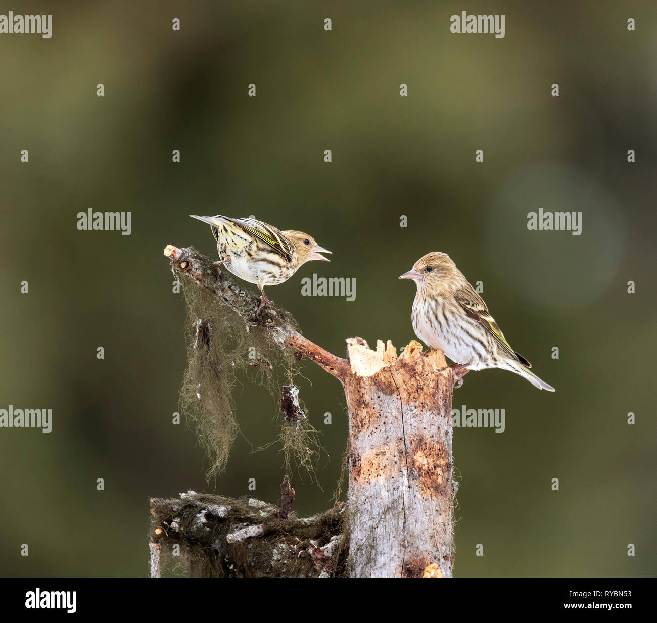 Kiefer Zeisig, spinus Pinus Stockfoto