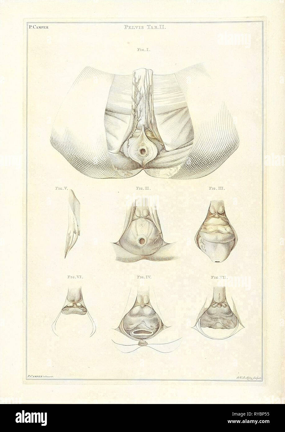 Anatomie des Beckens, Jacob van der Schley, 1762 Stockfoto