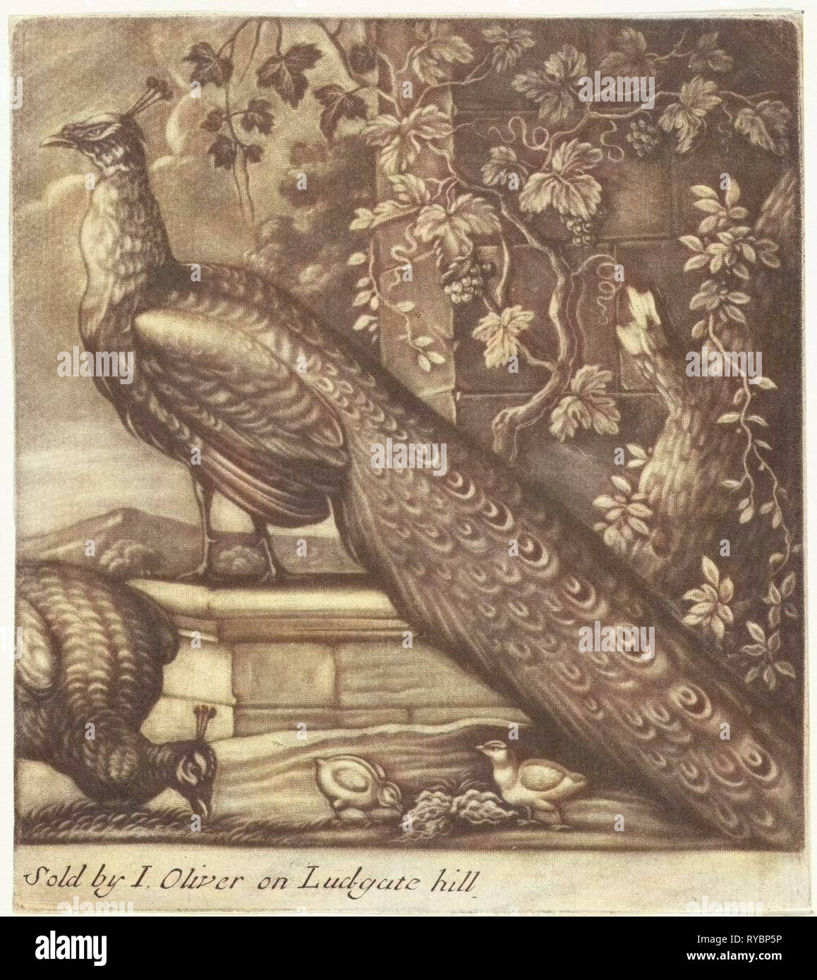 Pfauen, Jan Griffier (I), John Oliver, 1667-1718 Stockfoto