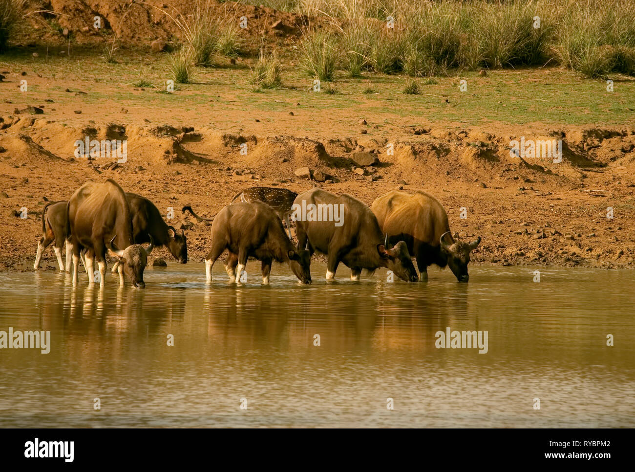 Indische wilde Leben, weiß, Strumpf, Büffel, Bisons, Trinken, aus, Wasser Pool, zentrale Zone, Tadoba Wild Life Sanctuary, Maharastra, Indien. Stockfoto