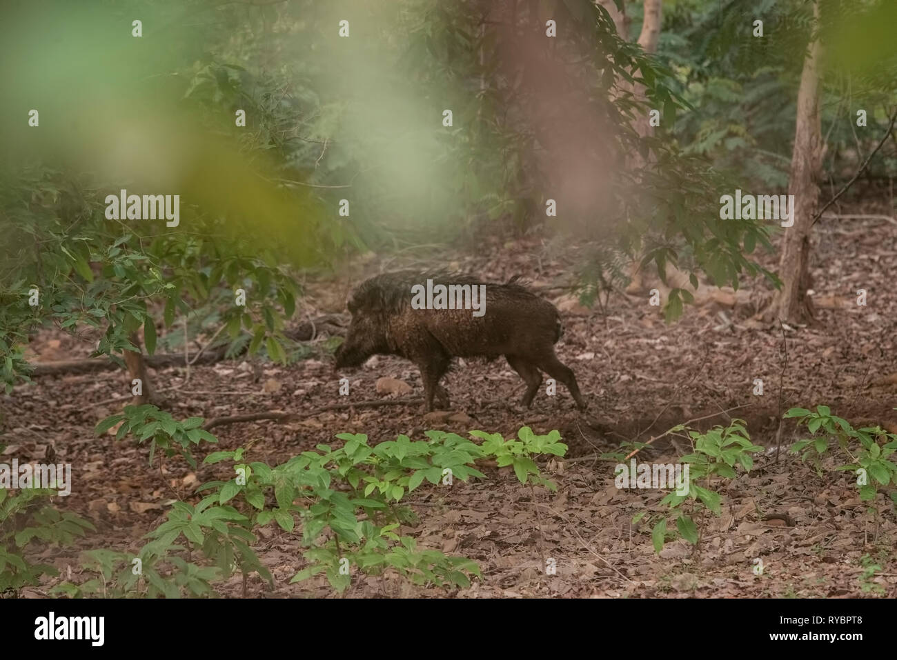 Indische Wild life, Wildschwein, männlich. Auf der Suche nach Essen, in Tadoba, tiefen Wald, in Tadoba Nationalpark, Maharastra, Indien. Stockfoto